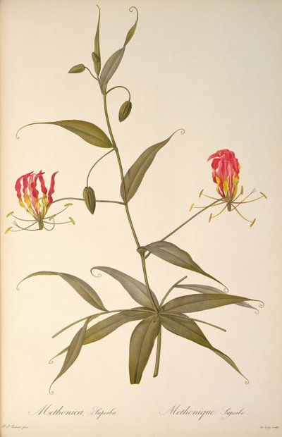 Methonica Superba、 `Les Liliacees &39;から、1809 作： Pierre Joseph Redouté